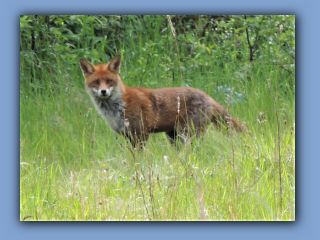 A fox seen 18th April 2020. near the southern edge of Hetton House Wood.jpg